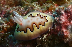 Raja Ampat 2016 - Chromodoris Coi - Co s Crmodoris  - Nudibranche - IMG_4762_rc